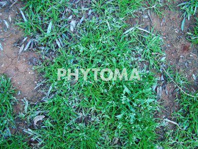 Ensayo de herbicidas preemergentes de otoño en olivar